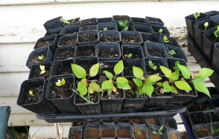 10 Tips to Spring Clean Your Garden for Summer