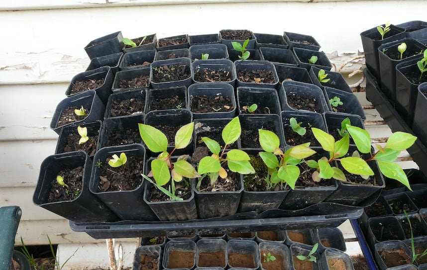 10 Tips to Spring Clean Your Garden for Summer
