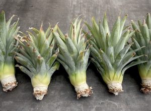 Growing Pineapples From Tops