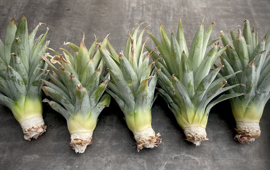Growing Pineapples From Tops