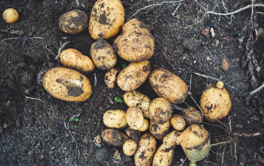 Growing potatoes 