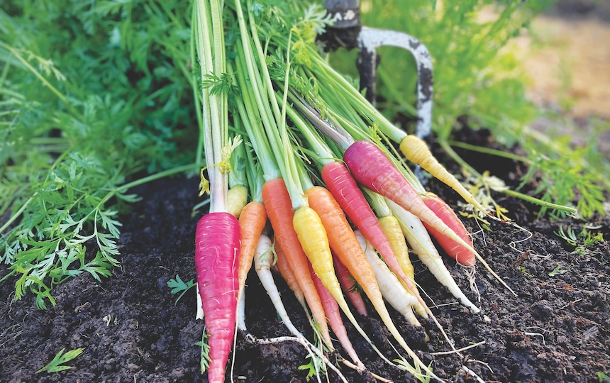 Carrots yield a big harvest in a small space, so are perfect in the home garden. Grow them in the cooler months in tropical areas and spring to autumn in milder climates. Carrots can seem like a challenge to some gardeners, but the key is good soil preparation and careful seed germination. 