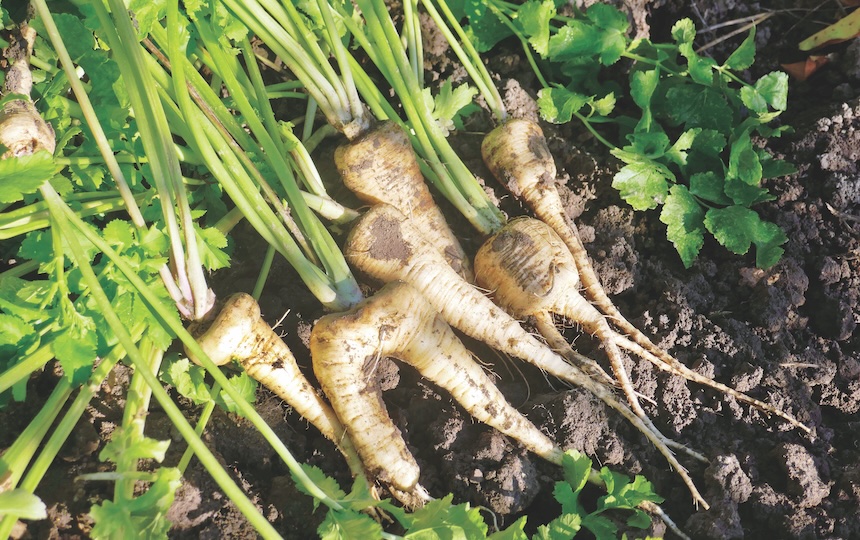 Growing root vegetables: Parsnips have similar growing requirements to carrots, though they are less sensitive to nitrogen. Seeds need to be really fresh, kept damp after sowing and are quite slow to germinate (up to four weeks), so using a similar technique as carrots is advised. They take up to 20 weeks to be fully mature and need a dedicated space in your garden beds, though they yield a lot for the space they take up. 