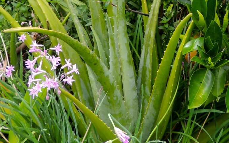 Homemade Aloe Vera Gel Recipe