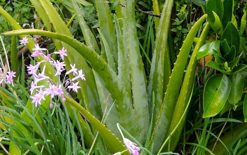 Homemade Aloe Vera Gel Recipe