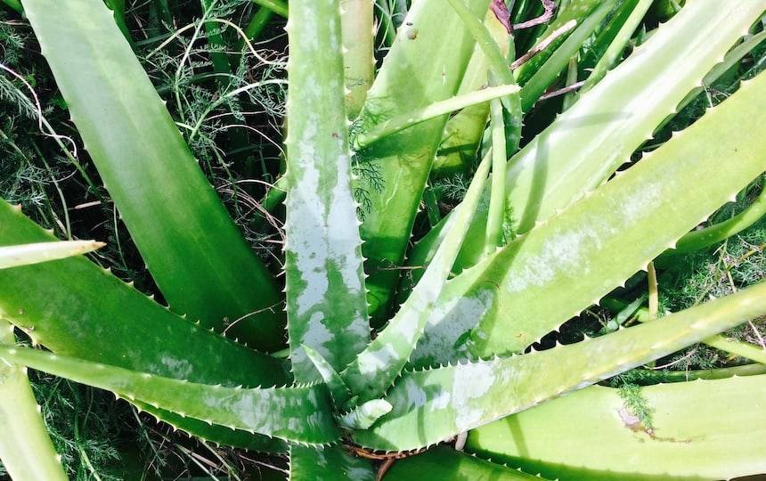 Homemade Aloe Vera Gel Recipe