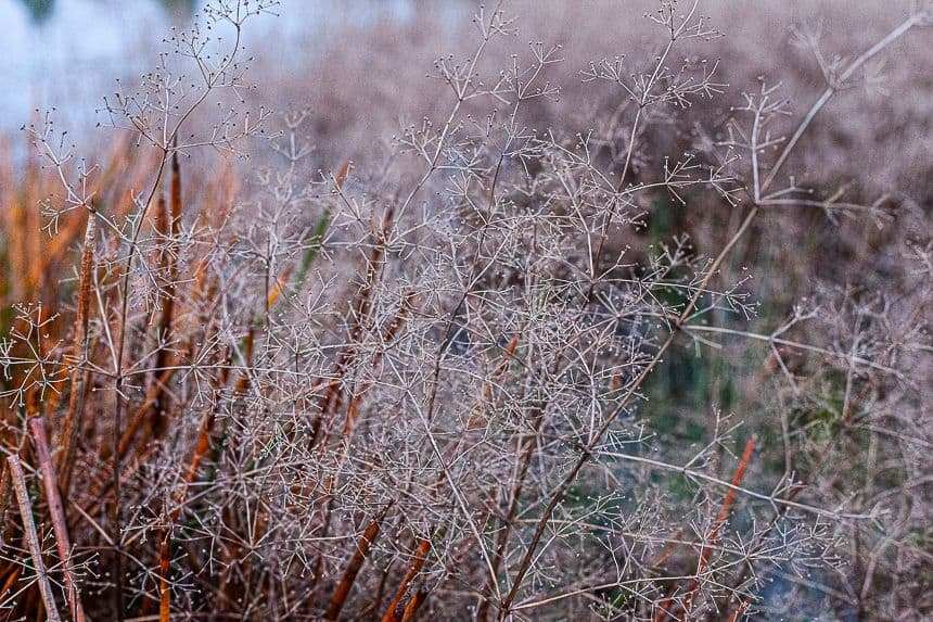 how to build a wetland