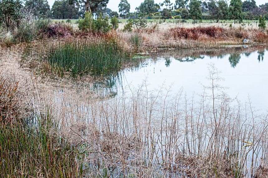how to build a wetland