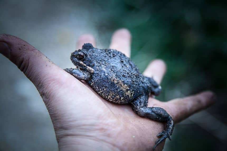 frogs