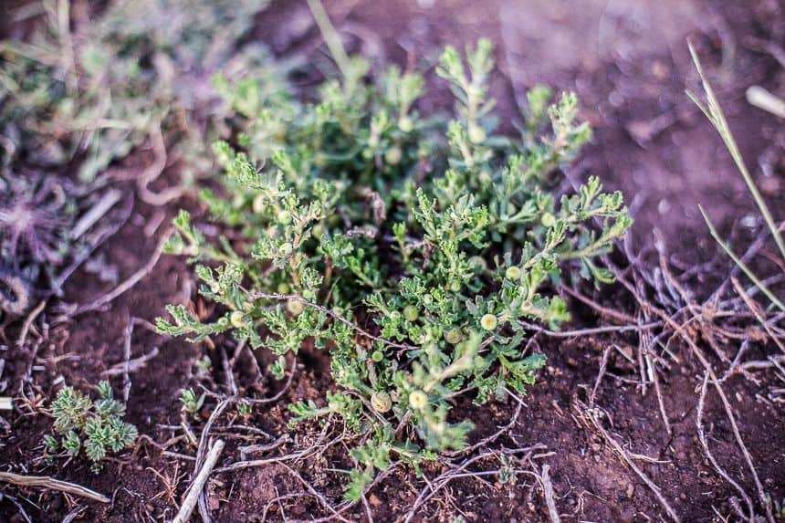 wetland plants