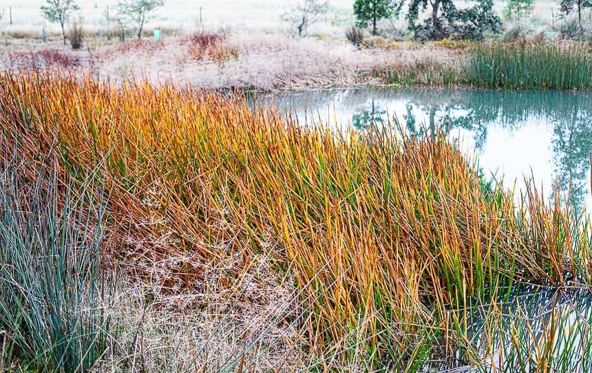 How To Build A Wetland