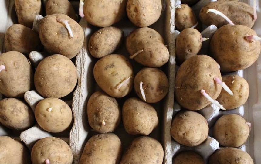 How to chit potatoes