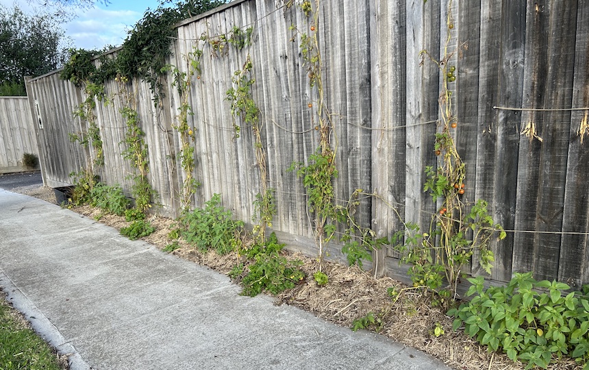 How To Create a Verge Garden