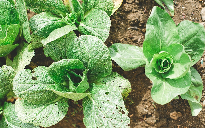 planting and growing food on your nature strip