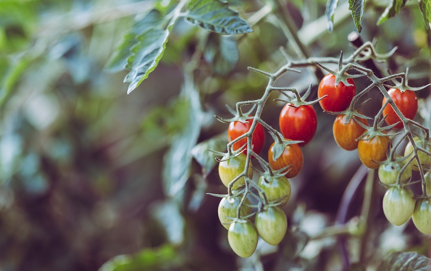 How To Create a Verge Garden 