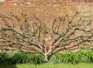 How to espalier fruit trees