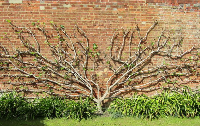 How to espalier fruit trees