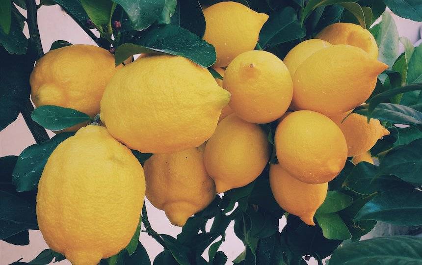 growing lemons