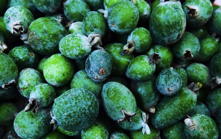 How to Grow Feijoa