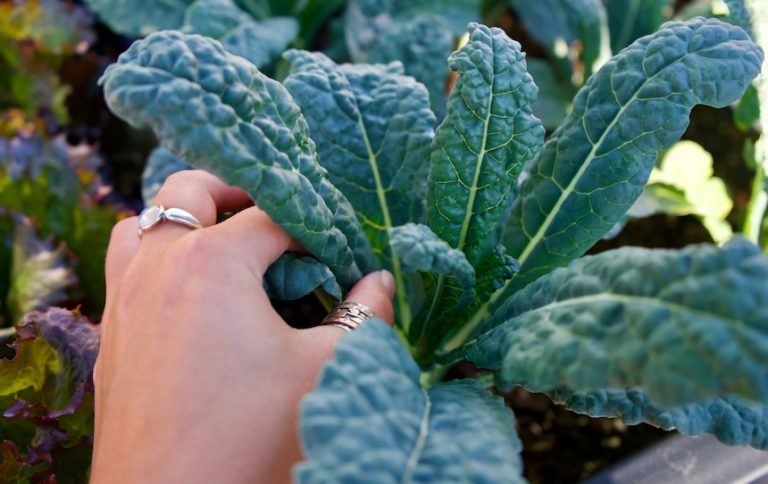 How to grow kale