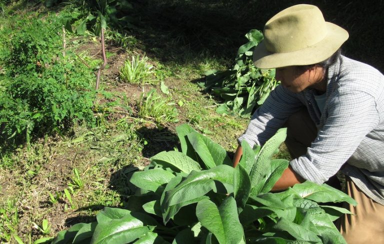 How to grow your own mulch