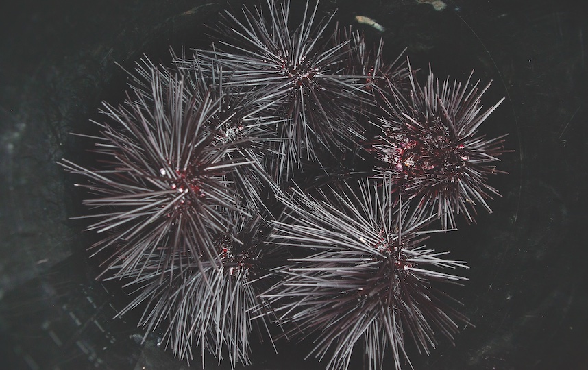 foraging for fresh sea urchins
