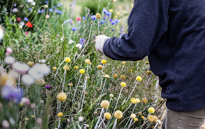 harvesting flowers