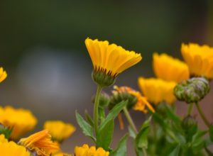 How To Make Calendula Cream