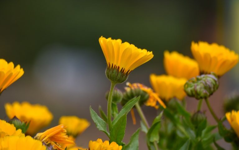 How To Make Calendula Cream