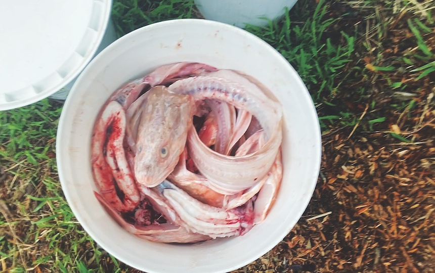 Fish is great for making compost with as it's full of nitrogen  