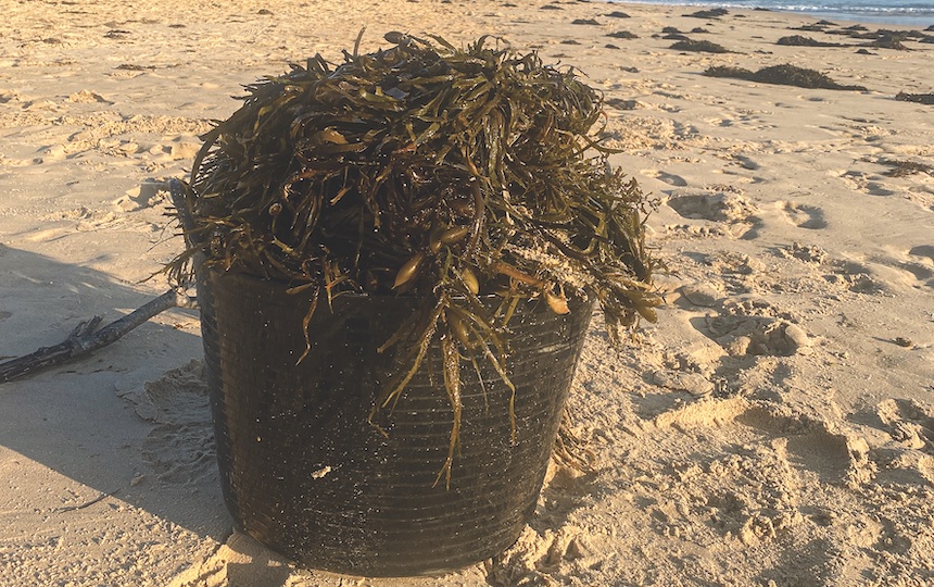 foraging for seaweed