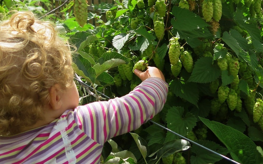 picking hops