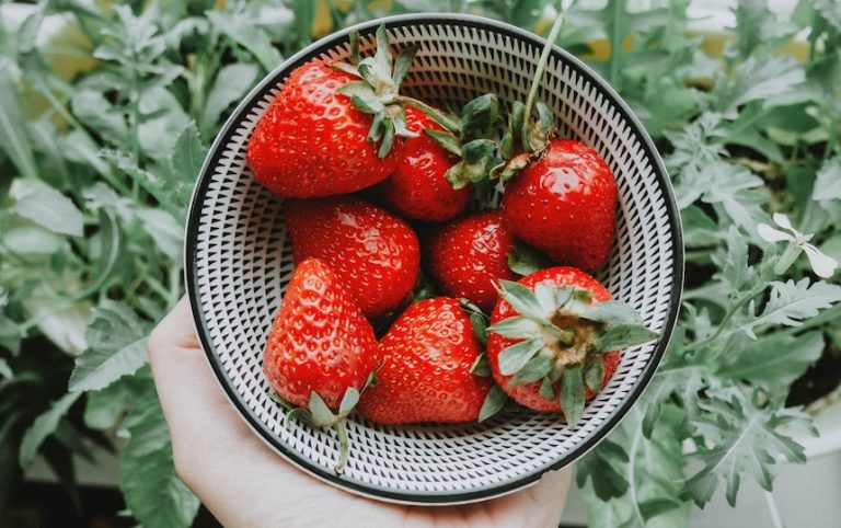how to plant a berry patch