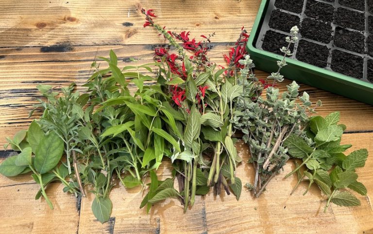 How To Propagate Hardwood Edibles