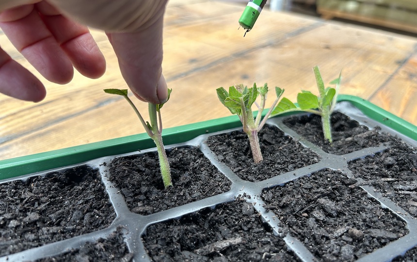 planting hardwood edibles