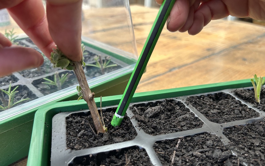 propagation of plants