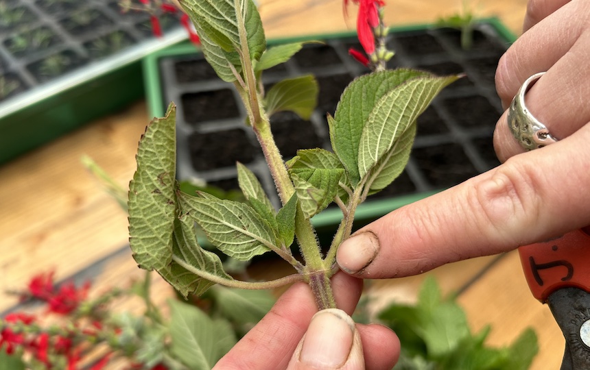 How To Propagate Hardwood Edibles