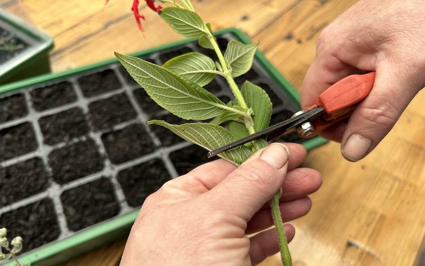 How To Propagate Hardwood Edibles