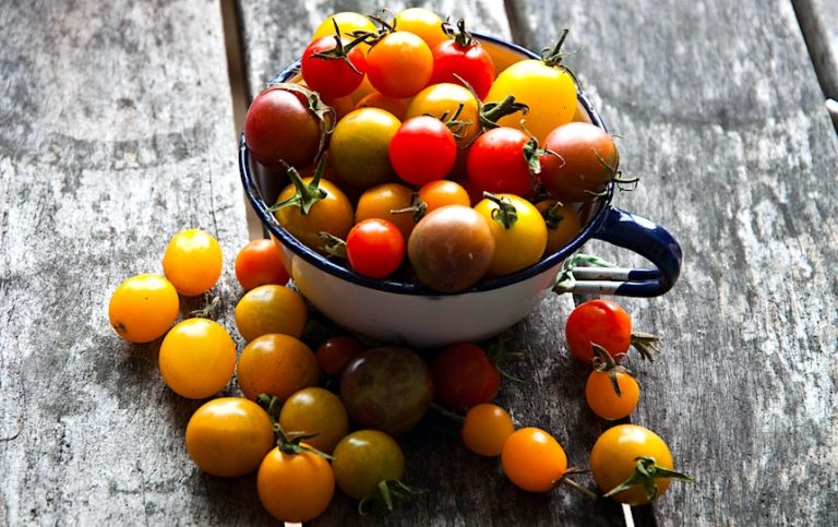 How to save tomato seeds