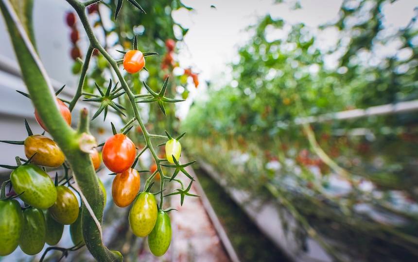 How to trellis tomatoes