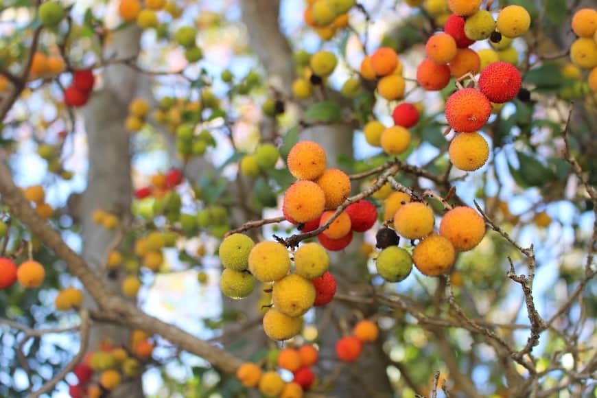 urban foraging beginners guide