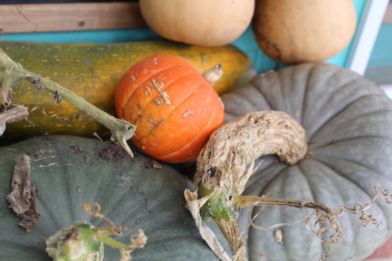 pumpkins for bartering