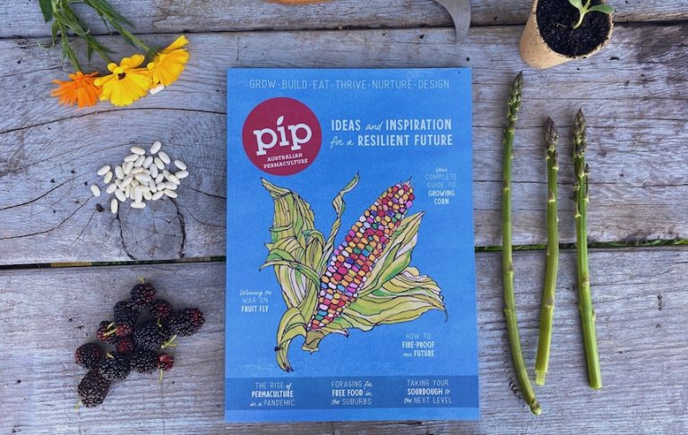 issue 19 Pip magazine