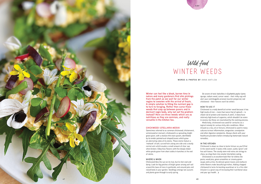 Winter can feel like a bleak, barren time in nature and many gardeners find slim pickings from the patch as we wait for our winter vegies to sweeten with the arrival of frosts. A simple solution to filling the nutrient gap is to turn to foraging weeds. We bring you three weeds which are as nutritious as they are common, and really versatile in the kitchen too. 