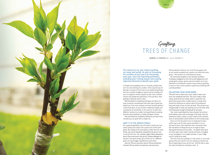 We bring you a feature on grafting, the benefits of which are many and varied. As well as increasing the varieties of fruit you’ll be harvesting each year, you’ll be improving pollination, extending your fruiting season and creating important diversity to benefit your patch. 