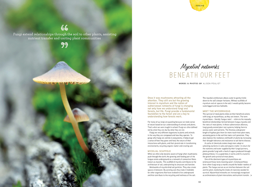 Once it was mushrooms attracting all the attention. They still are but the growing interest in mycelium and the notion of subterranean networks of fungi is changing not only how we understand fungi and forests, but life. In this piece we explore the extraordinary world of fungi beneath our feet and how to protect it. 