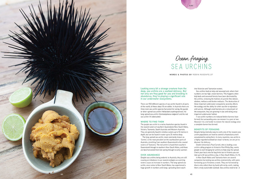 sea urchins issue 30 pip magazine