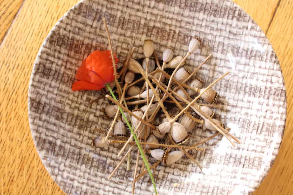 Flowers, seed heads and seeds of poppy flowers