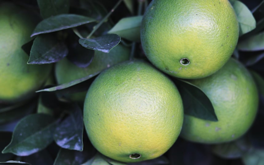 citrus trees