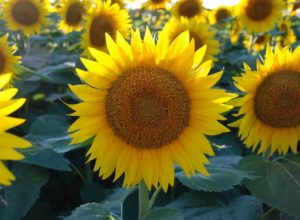 January gardening guide